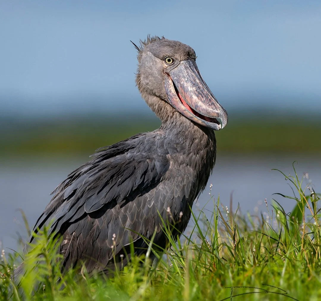 Ultimate Uganda Birding, Nature & Wildlife Safari. - Gallery Image 2