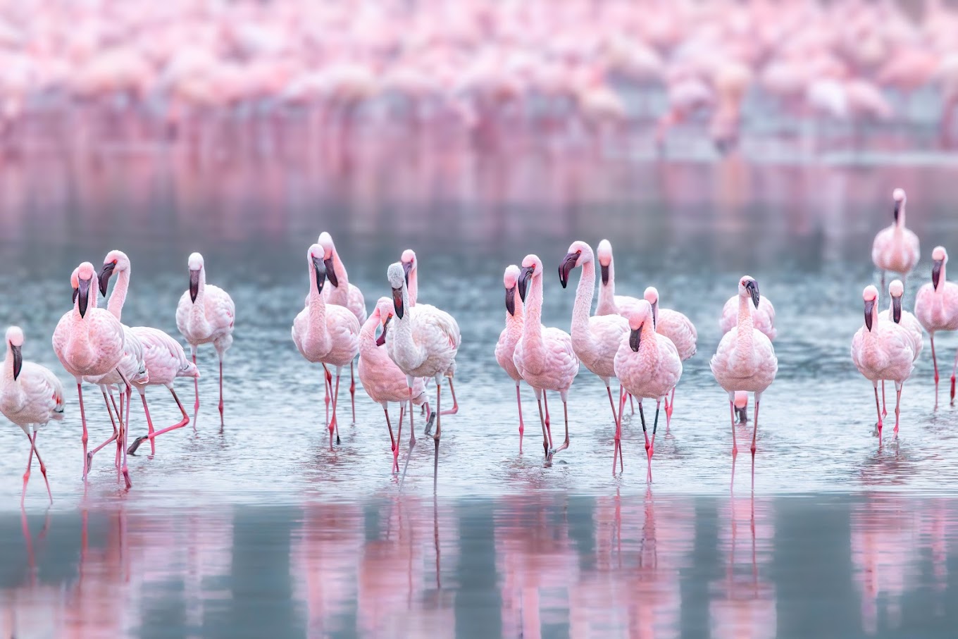 Amboseli → Lake Nakuru. - Image 1