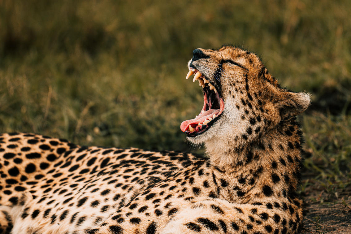 Masai Mara – Full-Day Safari. - Image 1