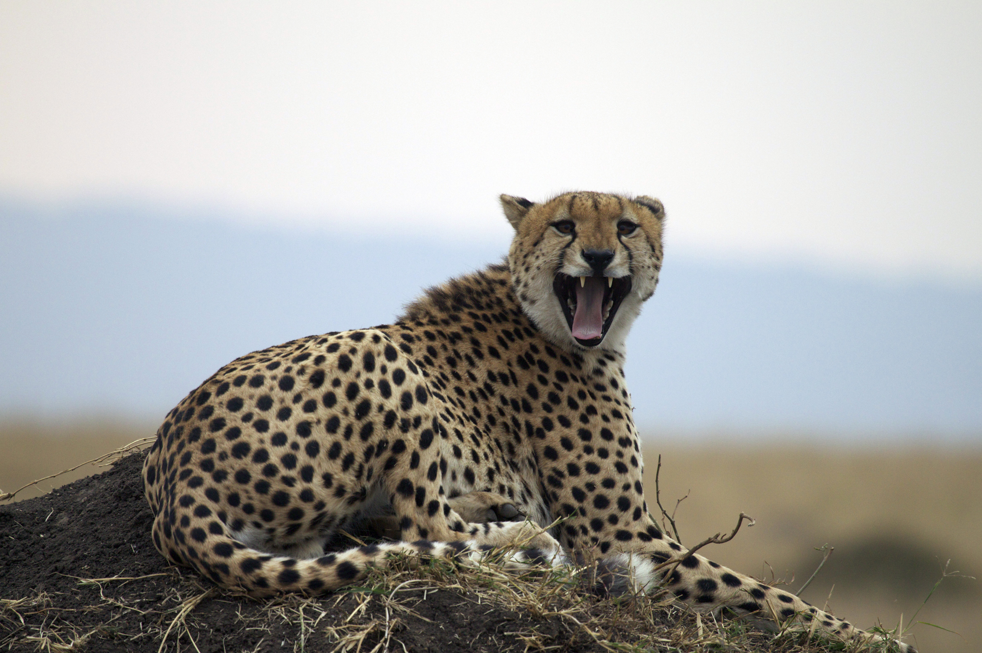 Kenya Safari Adventure - Gallery Image 4